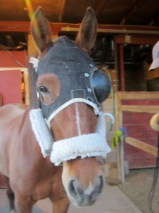 One Eye was a race horse....the rig reminds me of racing gear!