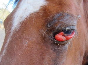 You can see his eye!!! The swelling above his eye is much improved. His lower eyelid still looks pretty bad. You can see the slight depression in his skull between his white mark and his eye.